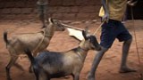 goats in Rwanda