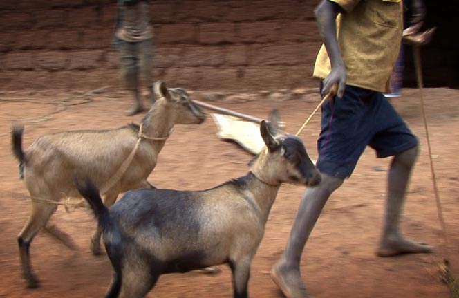 Rwandan boy with goats