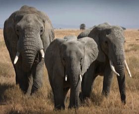 elephants