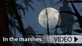 marshes pointer
