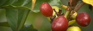 coffee beans
